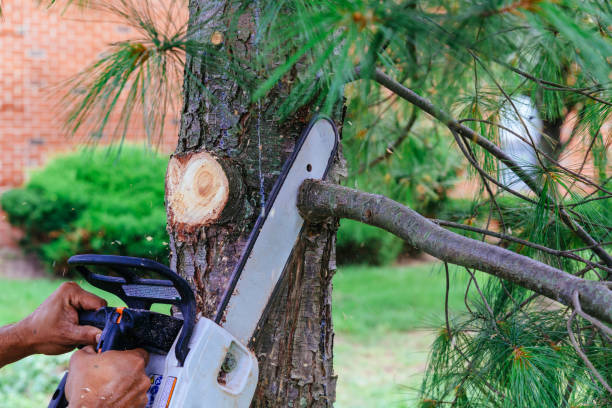 Best Hazardous Tree Removal  in Roseau, MN